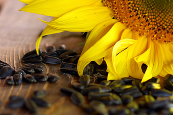 Sunflower Seeds, Versatile cooking oil, Natural skincare ingredient, Creative commons HD wallpaper