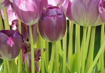 Lovely Color, purple, tulip, beautiful, flowers HD wallpaper