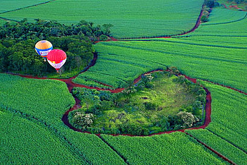 The view from here, blue, white, colors, height, field, green, red, trees, hot air balloons HD wallpaper