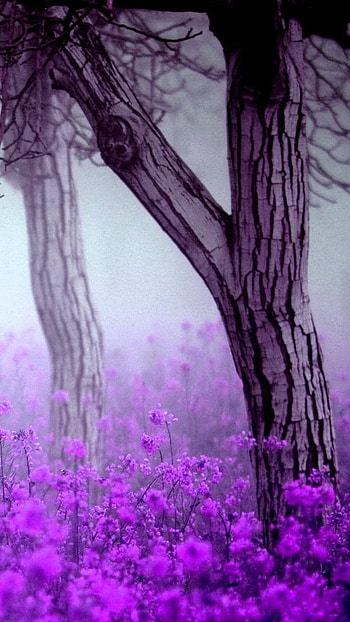 Purple Flowers, Forest Background HD phone wallpaper