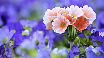 Flower, nature, pretty, macro HD wallpaper
