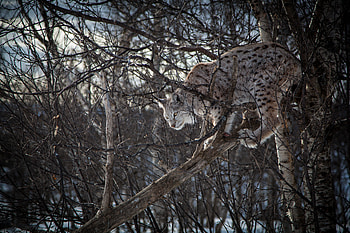 Animals, Iris, Branches, Predator, Big Cat HD wallpaper