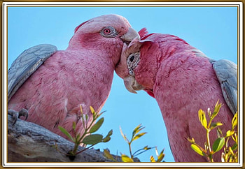 FRAMED BIRDS, BIRDS, NATURE, , FRAMED HD wallpaper