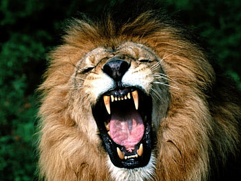 Roaring African Lion, african, roaring, lion HD wallpaper