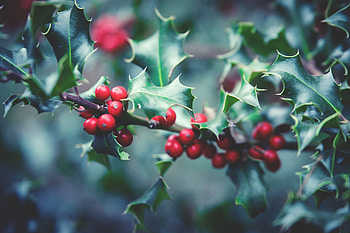 Food, Berries, Branch, Rowan HD wallpaper