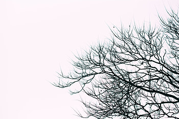 Sky, Minimalism, Branches, Bw, Chb HD wallpaper