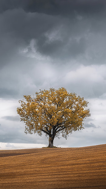 Stunning tree landscapes, resolution, , backgrounds HD phone wallpaper