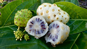 Noni Fruit, Plant characteristics, Tropical soil, Morinda citrifolia HD wallpaper