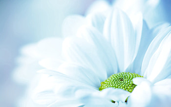 Camomile, Flower, Macro, Light, Petals, Close-Up, Light Coloured, Chamomile, Big Plan HD wallpaper