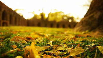Nature, Grass, Autumn, Leaves, Macro, Land, Earth, Lawn HD wallpaper