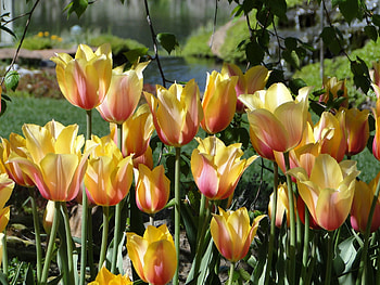 Flowers, Tulips, Park, Flower Bed, Flowerbed, Disbanded, Loose, Pond HD wallpaper