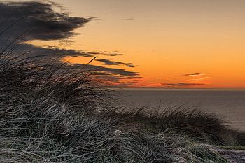 Grass Golden Sunset , grass, sunset, nature HD wallpaper
