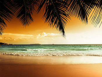 Tropical Paradise, palms, sea, tropical, sunset, beach HD wallpaper