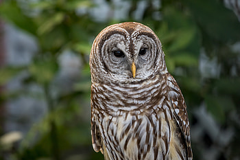 Animals, Owl, Feather, Bird, Predator, Eagle Owl HD wallpaper