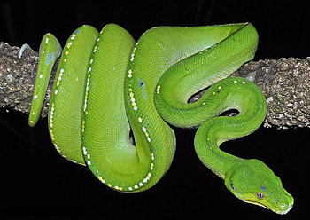GREEN TREE PYTHON, snake, scales, python, green HD wallpaper