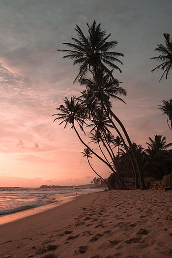 Experience the tranquil beauty of a sunset on the sandy shores of Sri Lanka, with iconic palm silhouettes. HD phone wallpaper