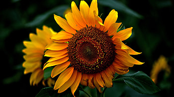 Sunflowers, Nature, Summer, Blossom HD wallpaper