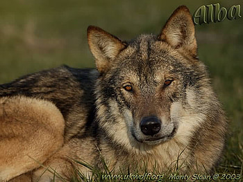 Alba's glance, alba, wolves, glance, beauty HD wallpaper