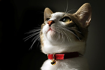cat, head, beautiful, animals HD wallpaper