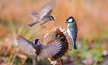 Cute Birds, birds, feather, cute, flying, three, friends HD wallpaper