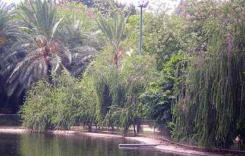 Park and pond, nature, flowers, park, pond HD wallpaper