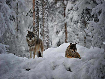 Winter Time Love, dogs, wolves, animals, snow HD wallpaper