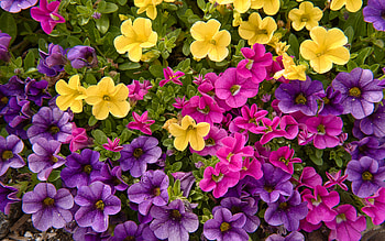 Petunias, nature, color, flower HD wallpaper
