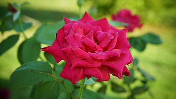 Flowers, Rose Flower, Rose, Petals, Bud, Stem, Stalk HD wallpaper