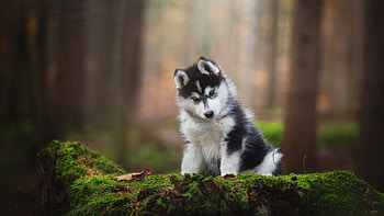 Black White Husky Dog Is Sitting In Blur Forest Background Dog HD wallpaper