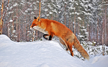 Animals, Fox HD wallpaper