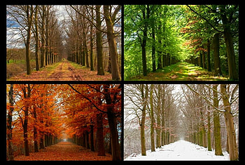 4 Seasons 1 Place, cool HD wallpaper