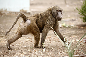 Baboon abuse, Reward for information, Animal cruelty, Disgraceful act HD wallpaper