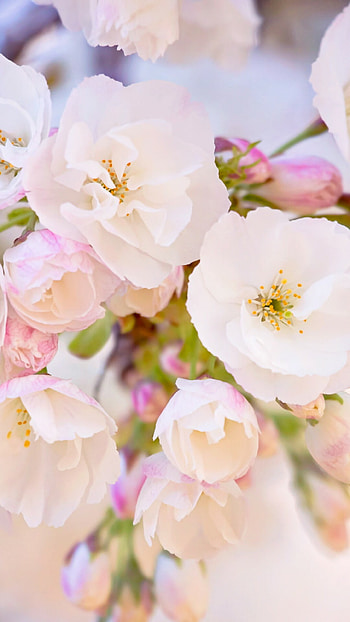 Spring, Android , Spring flowers, Mobile HD phone wallpaper