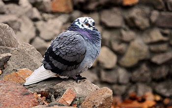 Animals, Bird, Cold, Dove, Fluff, Fuzz HD wallpaper