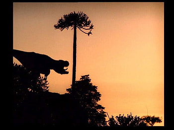 TREX AND HER ENDING WORLD, a new time, the world coming to a end HD wallpaper