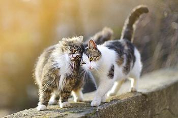 I love you!, pisica, animal, love, couple, cute, cat HD wallpaper