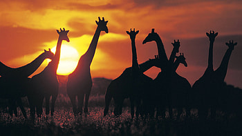 Namibia Botswana Simbabwe, AuE Erlebnisreisen, Southern Africa adventure, Cultural diversity HD wallpaper