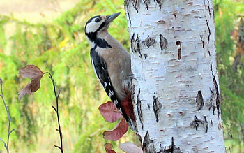 Woodpecker, Latvia, birch, bird HD wallpaper