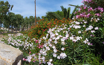 flowerful sardinia, flowerful, sardinia HD wallpaper