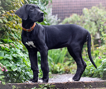 Great Dane , Diverse collection, High quality HD wallpaper