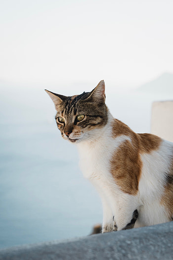 Animals, Cat, Spotty, Spotted, Pet, Sight, Opinion, Animal HD phone wallpaper