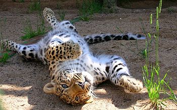 Animals, Young, Leopard, Playful, Joey, Tumble, Somersault HD wallpaper