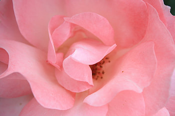 pinky rose, plants, soft, nice, rose, delicate, pretty, blossoms, bud, nature, flowers, blooms, lovely HD wallpaper