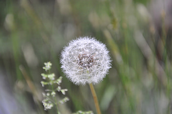 Plant, Macro, Stem, Stalk, Dandelion, Fuzz, Fluff HD wallpaper