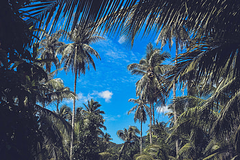 Nature, Sky, Leaves, Clouds, Palms, Branches, Tropics HD wallpaper