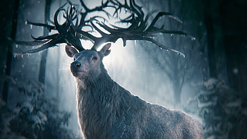 Shadow and Bone, Legenden der Grisha, Moviepilot de HD wallpaper