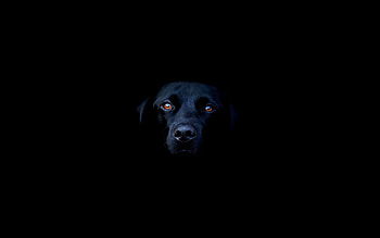 Black Dog, labrador, animals, dog, black HD wallpaper