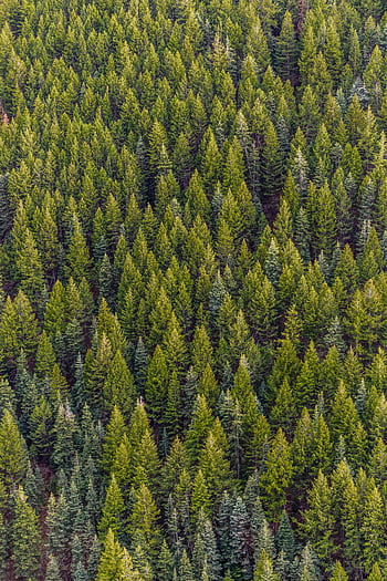 A high-angle view of a lush, vibrant pine forest, showcasing nature's beauty from above. HD phone wallpaper