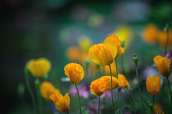 Yellow flowers, Yellow, Meadow, Poppy, Flower HD wallpaper