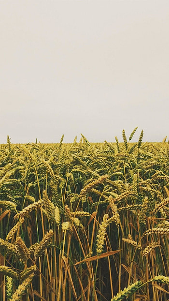Farm , Mobile-friendly, Farm life visuals, Backgrounds HD phone wallpaper
